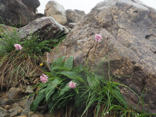 早池峰山のナンブトラノオ