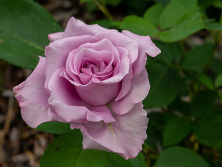 Rosa Rose
