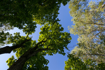 trees with green foliage in the summer