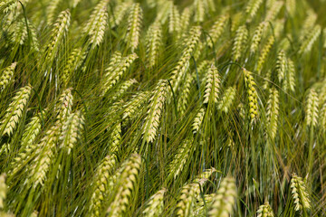 rye field with green unripe rye spikelets