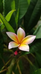 frangipani plumeria flower