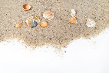 Fototapeta na wymiar Ribbed sea shells scatter on sand surface with copy space
