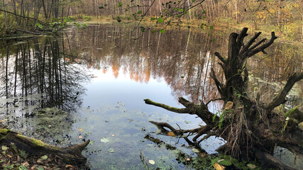 Uprooted tree is flooded in the lake water