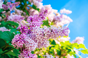 Beautiful floral background of lilac on a blue sky