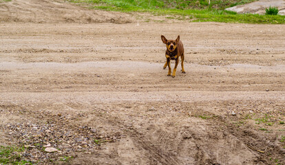 Angry little dog on the driveway of the village street