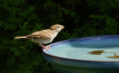 sparrow at the bird bath