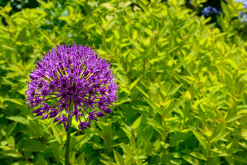 Purple flower giant onion in the garden on background of green plants
