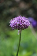 Bl&uuml;te Garten Lila