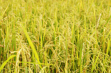 Rice field as background
