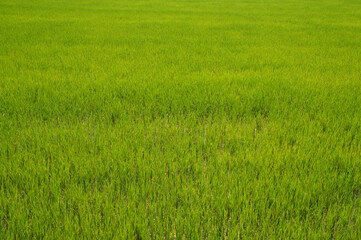 Green rice field as background