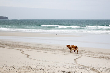 A cow on the beach on the Isle of Barra
