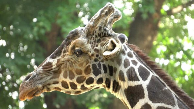 funny giraffe head 