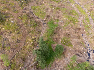 Deforestation, newly cut down forest, clear felled area in Sweden. Drone aerial photography taken from above.  