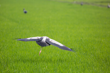 Birds and fields