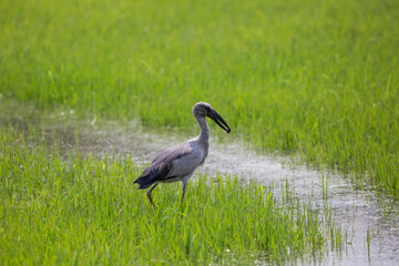 Birds and fields
