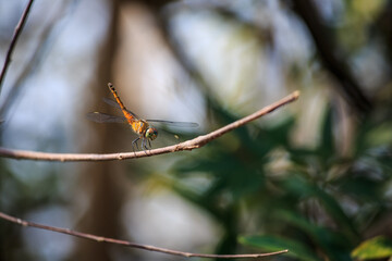 Dragonfly