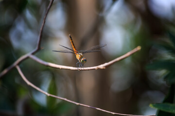 Dragonfly