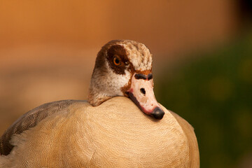 Close up Portrait of a Egyptian Geese