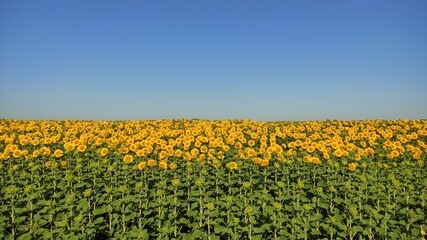 field of sunflowers