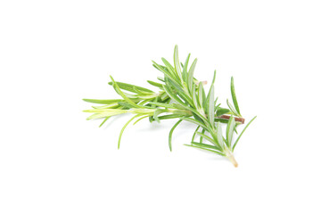 Fototapeta premium Branch of rosemary isolated on white background. Evergreen shrubs