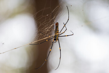 Spider