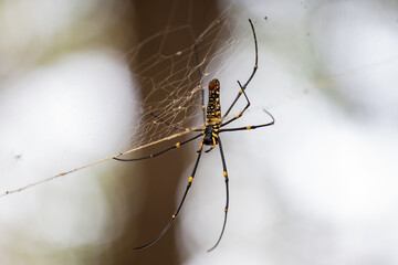 Spider