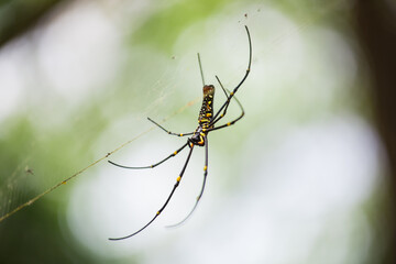 Spider