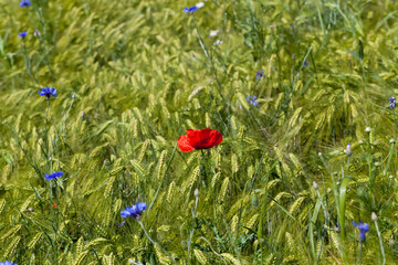 blue cornflowers growing in summer