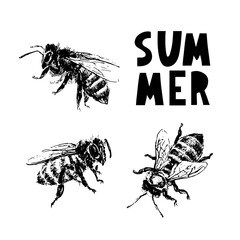 hand drawn bee sketch black honey vector illustration