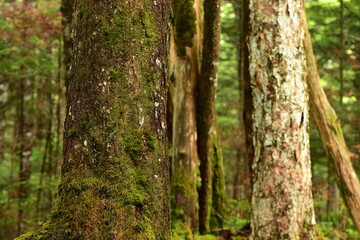 Fototapeta premium Green mossy forest in Nagano Prefecture, Japan.