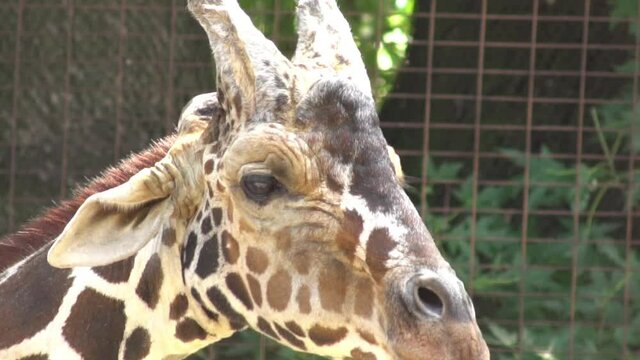 funny giraffe head chewing close-up slow motion