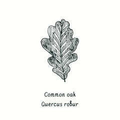 Common oak leaf. Ink black and white doodle drawing in woodcut style.