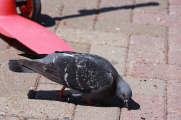 pigeons on the street