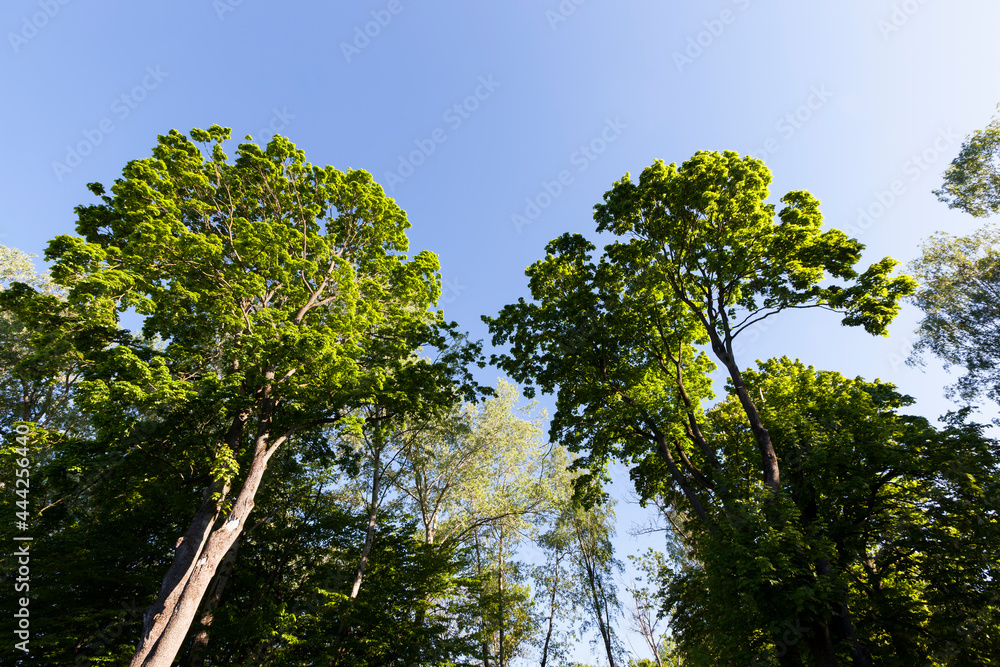 Wall mural foliage of the trees is illuminated by bright sunlight