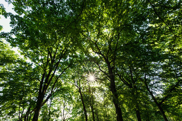 trees with green foliage in the summer