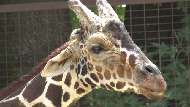 funny giraffe head chewing 