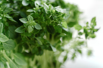 basil on a neutral white background in a pot