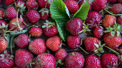 Garden strawberry top view on a wooden table.  Natural berries with a copy space . Ugly food . 