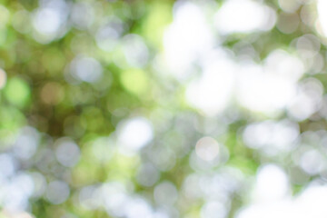 Obraz premium Blurred tree with circle bokeh blur background 