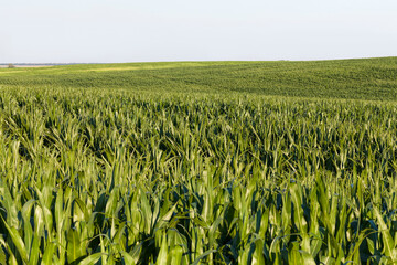 green fresh corn in the field for agricultural food