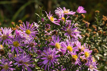 Obraz premium Beautiful Chrysanthemums flowers blooming in garden at spring day