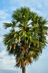 palm tree on sky background
