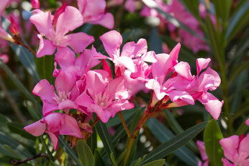 The best delicate flowers of pink oleander, Nerium oleander, bloomed in the spring. Shrub, a small...