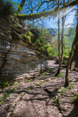 Stone path among moss-covered tree trunks, white walls of rocks, and lush growth of Yew-Boxwood Grove park in Sochi, Khosta microdistrict, Russia. Travel, scenic destinations, national parks.