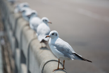 Seagulls stand on Concrete bridge