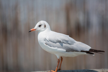 One seagulls stand on bridge