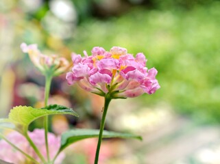 Gently pink flower lantana camara blooming in spring or summer in garden with pretty blurred background ,lovely card ,sweet color ,soft selective focus ,copy space ,delicate dreamy of beauty of nature