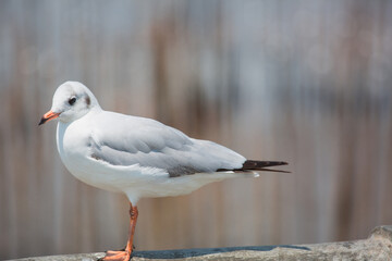 One seagulls stand on bridge