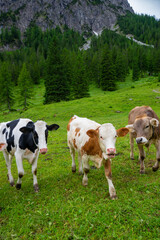 Fototapeta na wymiar cows on the meadow (Vorarlberg, Austria)