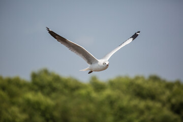 Seagulls flying high with wide spread wings towards